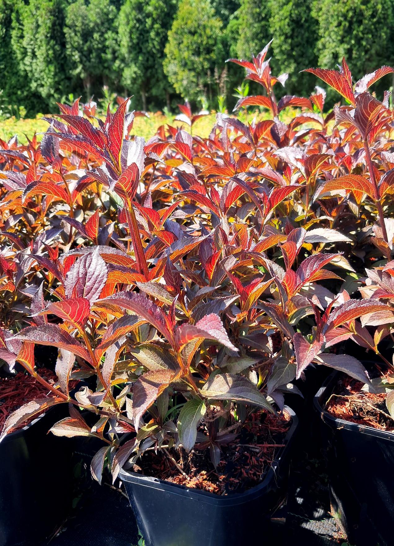 Weigela florida Magical Fantasy