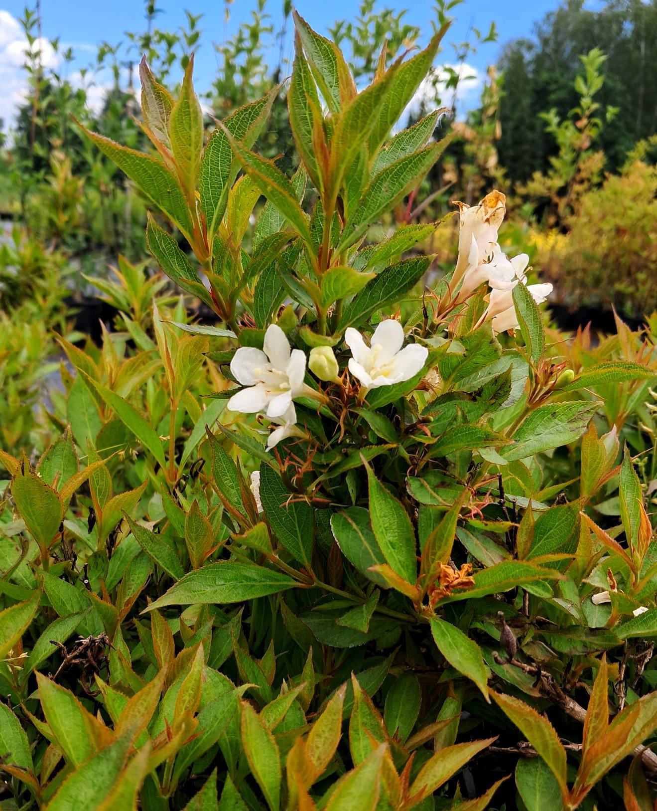 Weigela florida Picobella Bianco