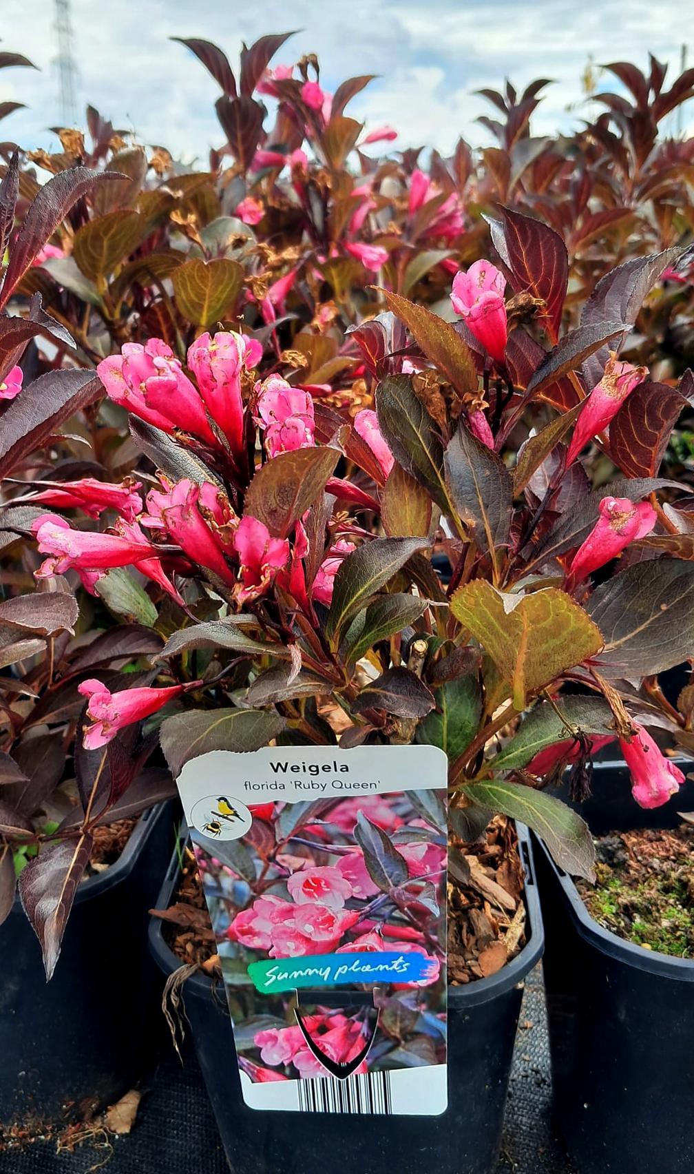 Weigela florida 'Ruby Queen