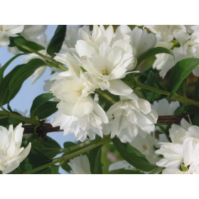 Philadelphus 'Snowbelle'