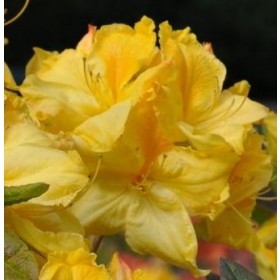 Rhododendron 'Limetta'