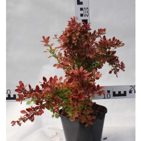 Berberis thunbergii 'Coral' PBR