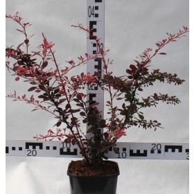 Berberis thunbergii 'Harlequin'