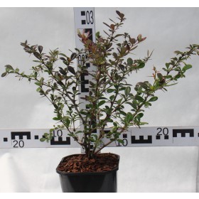 Berberis media 'Red Jewel'