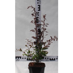 Berberis ottawiensis 'Superba'