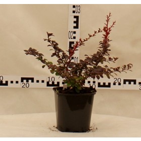 Berberis thunbergii 'Dart's Red Lady'