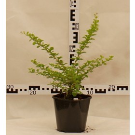 Berberis thunbergii 'Green Carpet'
