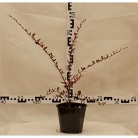 Berberis thunbergii 'Red Chief'