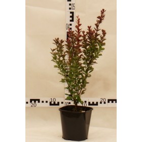 Berberis thunbergii 'Red Pillar'