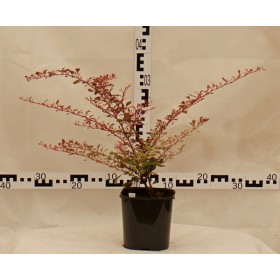 Berberis thunbergii 'Rose Glow'