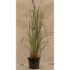 Calamagrostis acutiflora 'Overdam'