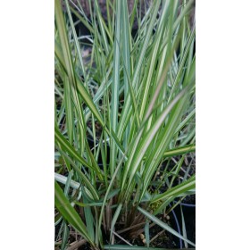 Calamagrostis acutiflora 'Avalanche'