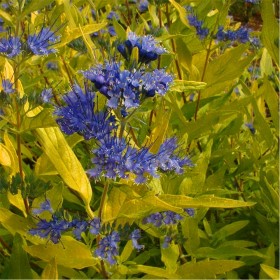 Caryopteris cland. 'Worcester Gold'