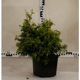 Chamaecyparis obtusa 'Tsatsumi Gold'
