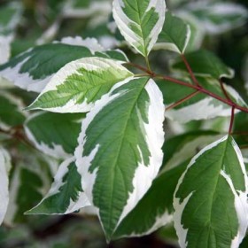 Cornus alba 'Elegantissima'