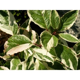 Cornus alba 'Sibirica Variegata'