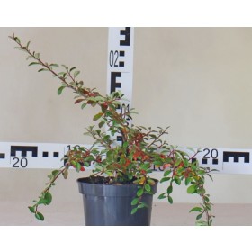 Cotoneaster radicans 'Eichholz'