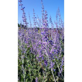 Perovskia atriplicifolia 'Lacey Blue'