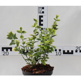 Euonymus fortunei 'Emerald'n Gold'
