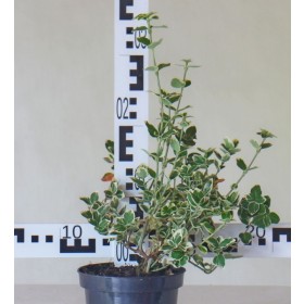 Euonymus fortunei 'Emerald Gaiety'