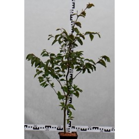 Fagus sylvatica