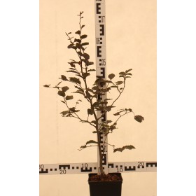 Fagus sylvatica 'Atropunicea'