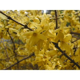 Forsythia intermedia 'Goldzauber'