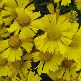 Helenium autumnale 'Sombrero'