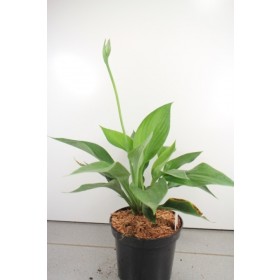 Hosta sieboldiana var. elegans