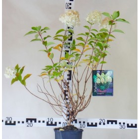 Hydrangea paniculata 'Limelight' PBR®