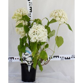 Hydrangea arborescens 'Annabelle'