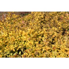 Spiraea japonica 'Candlelight'