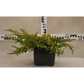 Juniperus communis 'Goldschatz'