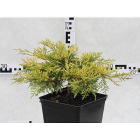 Juniperus ×pfitzeriana 'Gold Star'