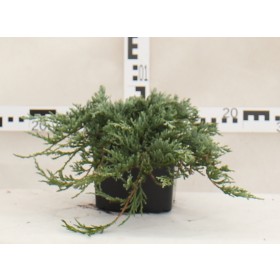 Juniperus horizontalis 'Glacier'