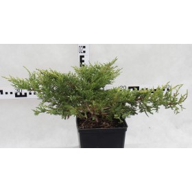 Juniperus ×pfitzeriana 'Mordigan Gold'