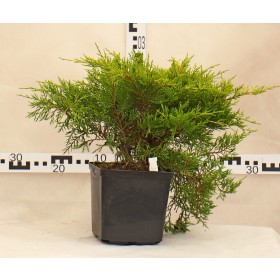 Juniperus ×pfitzeriana 'Old Gold'