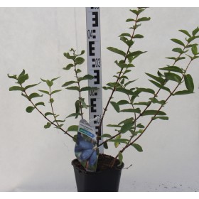 Lonicera caerulea 'Brązowa'
