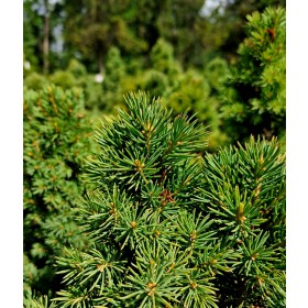 Picea glauca 'Biesenthaler Frhling'