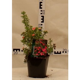 Potentilla fruticosa 'Bellisima' PBR®