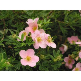 Potentilla fruticosa 'Novo'
