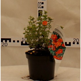 Potentilla fruticosa 'Red Ace'