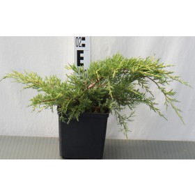 Juniperus ×pfitz. 'Pfitzeriana Aurea'