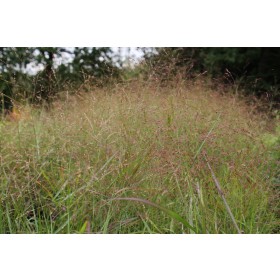 Panicum virgatum 'Rotstrahlbusch'
