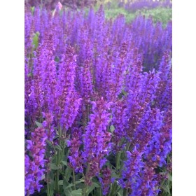 Salvia nemorosa 'Salute Deep Blue'