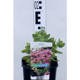 Sedum 'Herbstfreude'