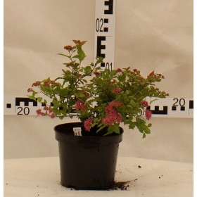 Spiraea japonica Magic Carpet' Walbuma"