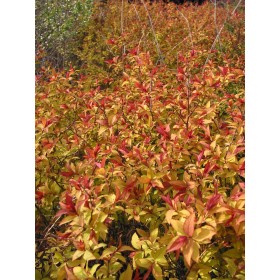 Spiraea japonica 'Goldflame'