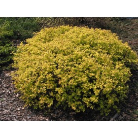 Spiraea japonica 'Goldmound'