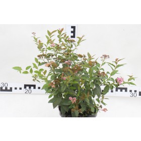 Spiraea japonica 'Golden Princess'